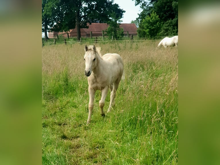 American Paint Horse Jument Poulain (04/2026) 153 cm Buckskin in Rödinghausen