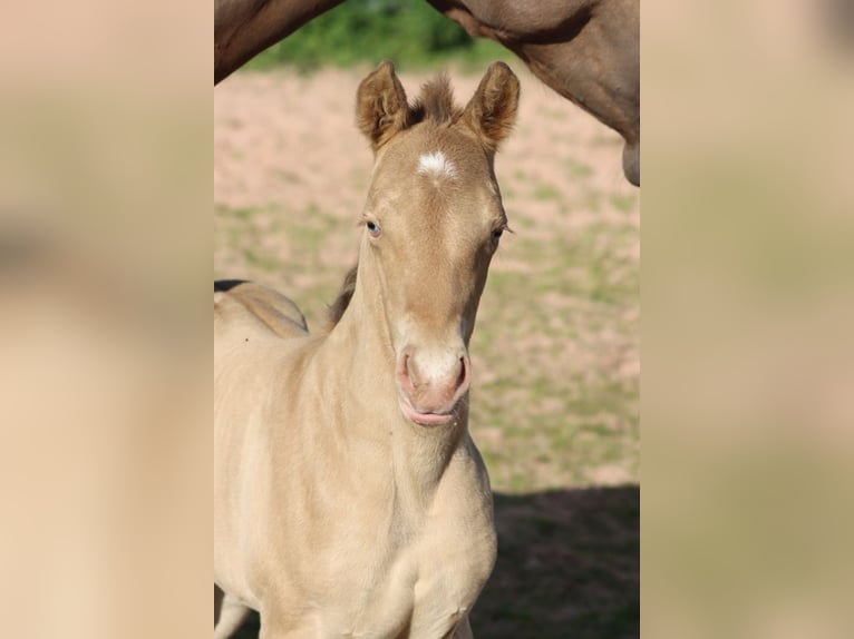 American Paint Horse Jument Poulain (05/2025) 153 cm Champagne in Hellenthal