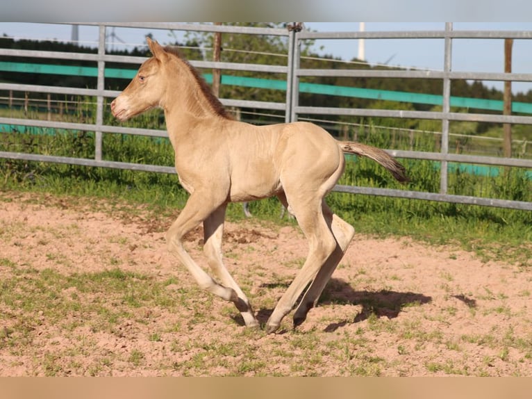 American Paint Horse Jument Poulain (05/2025) 153 cm Champagne in Hellenthal