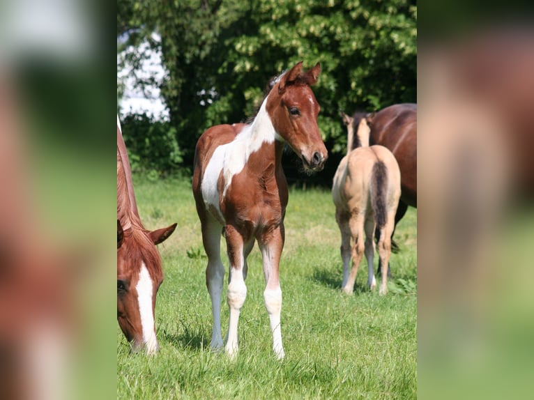American Paint Horse Jument Poulain (04/2026) 154 cm Pinto in Düsseldorf