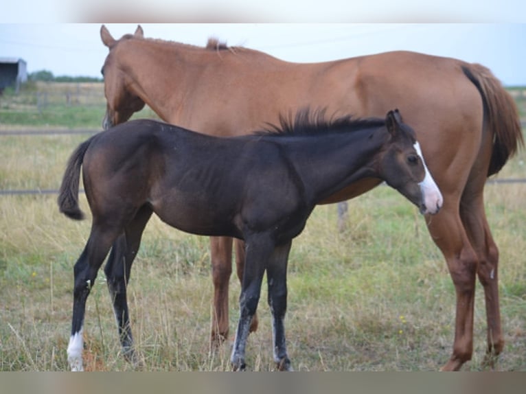 American Paint Horse Jument Poulain (04/2026) 155 cm Bai brun in Thodure