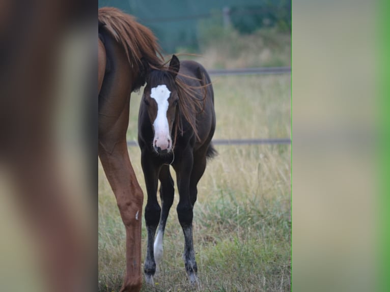 American Paint Horse Jument Poulain (04/2026) 155 cm Bai brun in Thodure
