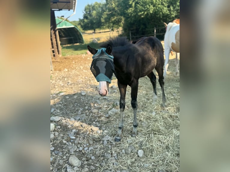 American Paint Horse Jument Poulain (04/2026) 155 cm Bai brun in Thodure
