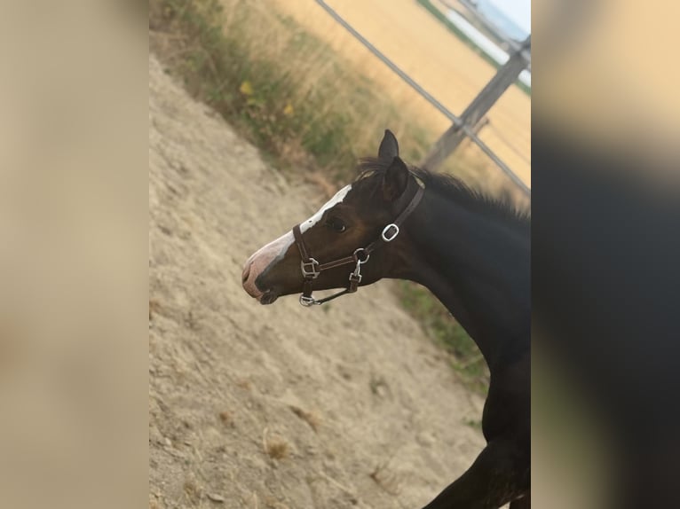 American Paint Horse Jument Poulain (04/2026) 155 cm Bai brun in Thodure