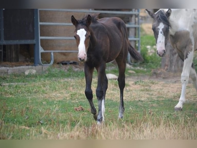 American Paint Horse Jument Poulain (04/2026) 155 cm Bai brun in Thodure