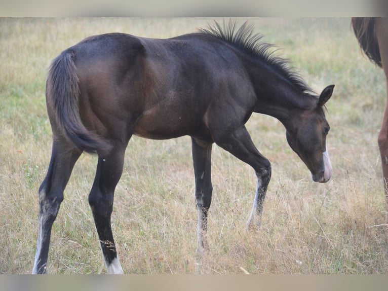 American Paint Horse Jument Poulain (04/2026) 155 cm Bai brun in Thodure