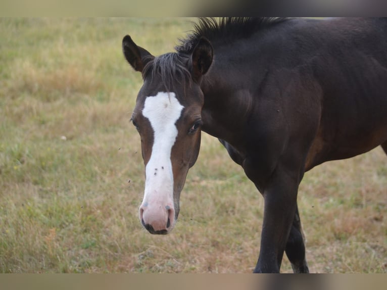 American Paint Horse Jument Poulain (04/2026) 155 cm Bai brun in Thodure