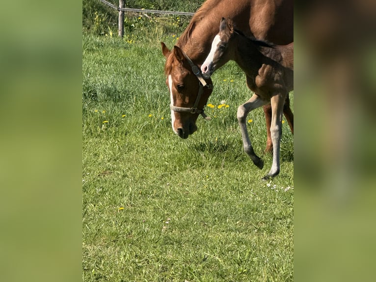 American Paint Horse Jument Poulain (04/2026) 155 cm Bai brun in Thodure