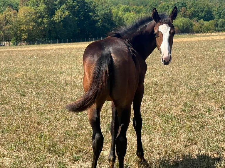 American Paint Horse Jument Poulain (04/2026) 155 cm Bai in Thodure