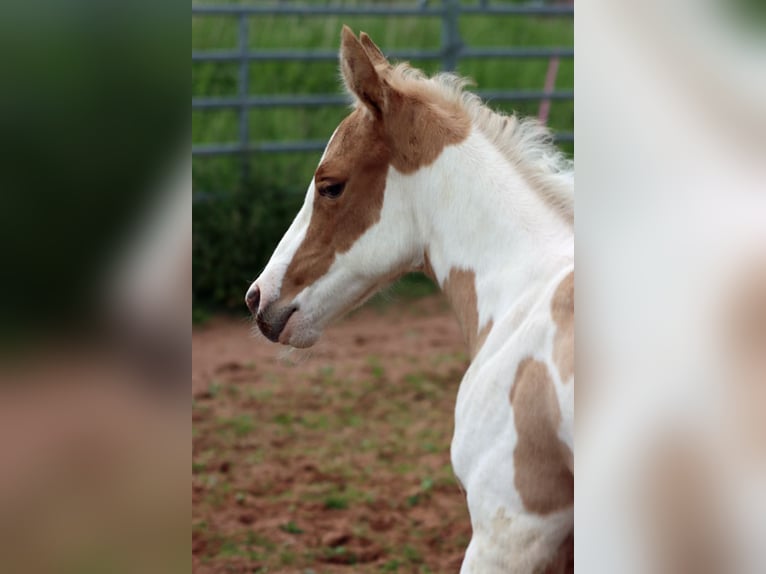 American Paint Horse Jument Poulain (05/2025) 155 cm Tobiano-toutes couleurs in Hellenthal