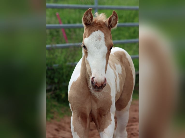 American Paint Horse Jument Poulain (05/2025) 155 cm Tobiano-toutes couleurs in Hellenthal