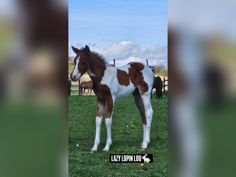 American Paint Horse Jument Poulain (03/2026) 157 cm Tobiano-toutes couleurs in Markdorf