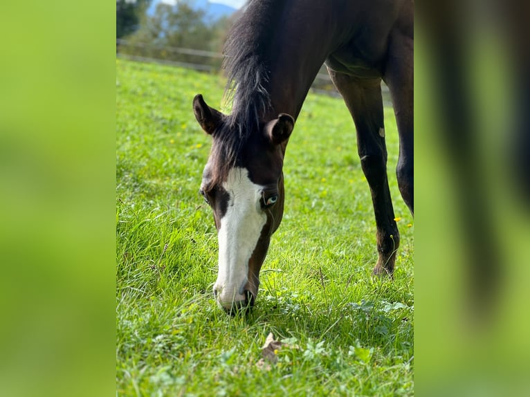 American Paint Horse Jument Poulain (04/2025) 160 cm Bai brun in Rohrdorf