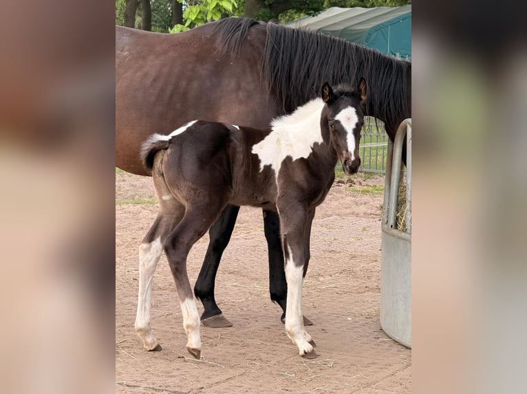 American Paint Horse Jument Poulain (05/2026) 165 cm Tobiano-toutes couleurs in Unterspreewald OT Neu Lübbenau
