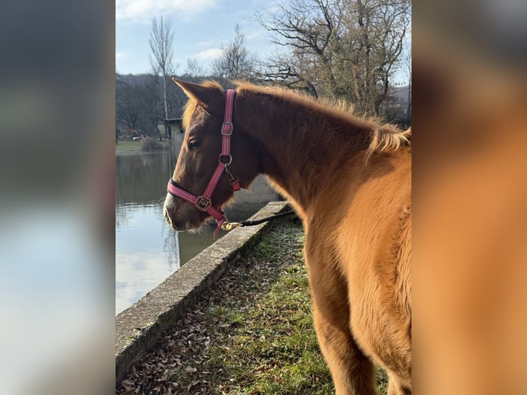 American Paint Horse Jument Poulain (05/2025) Alezan in Thodure