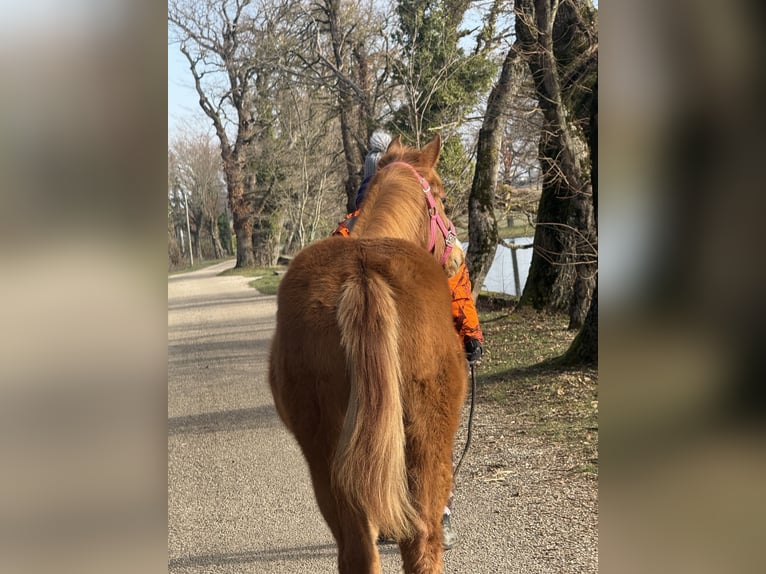 American Paint Horse Jument Poulain (05/2025) Alezan in Thodure