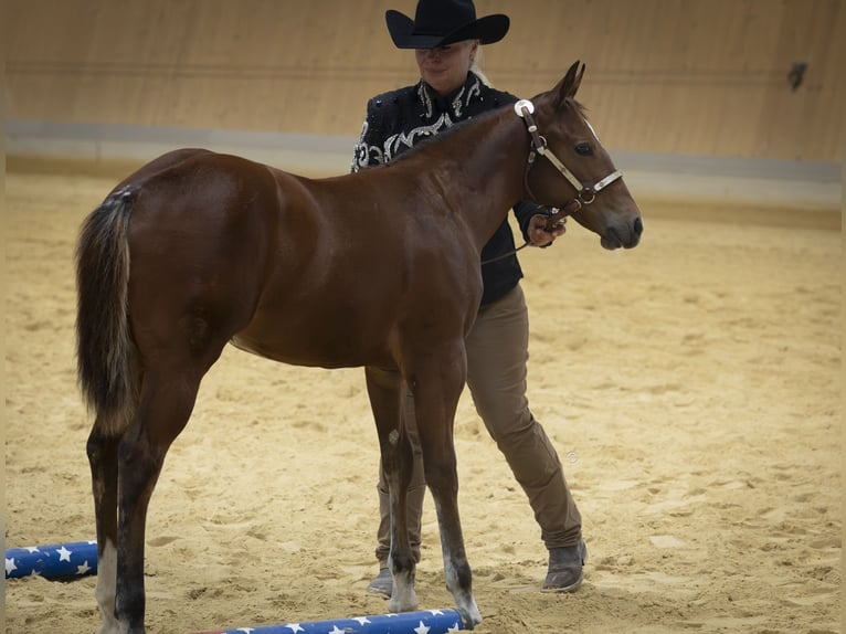 American Paint Horse Jument Poulain (05/2026) Bai in Egmating