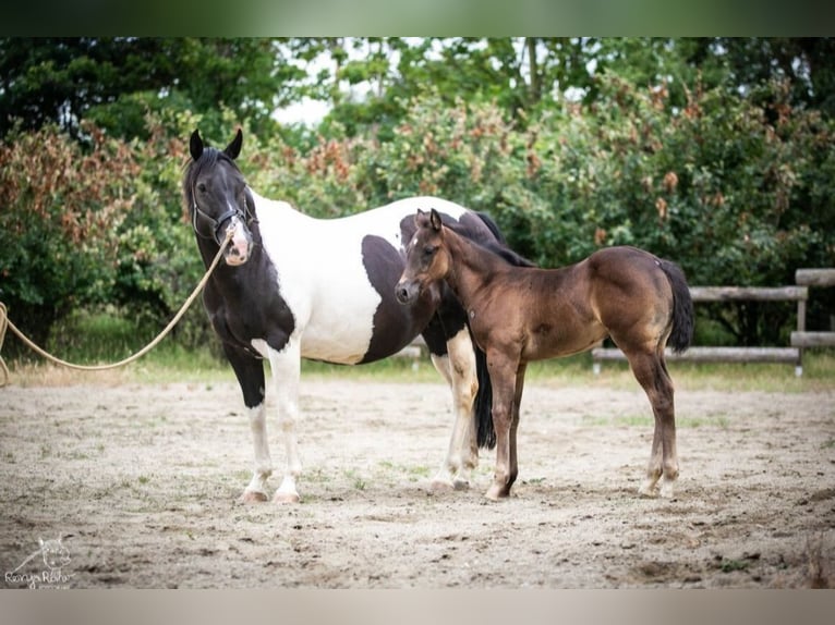 American Paint Horse Jument Poulain (05/2025) in Danstedt