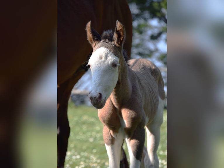 American Paint Horse Jument Poulain (03/2026) Grullo in villeneuve du latou