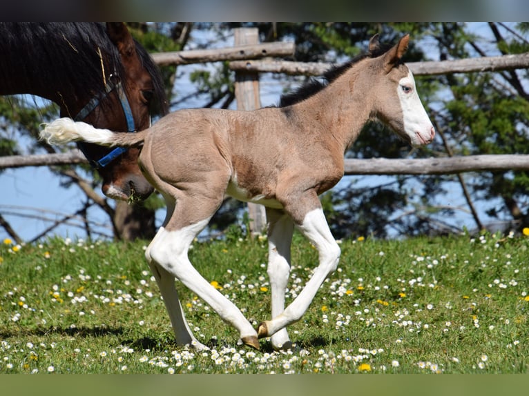 American Paint Horse Jument Poulain (03/2026) Grullo in villeneuve du latou