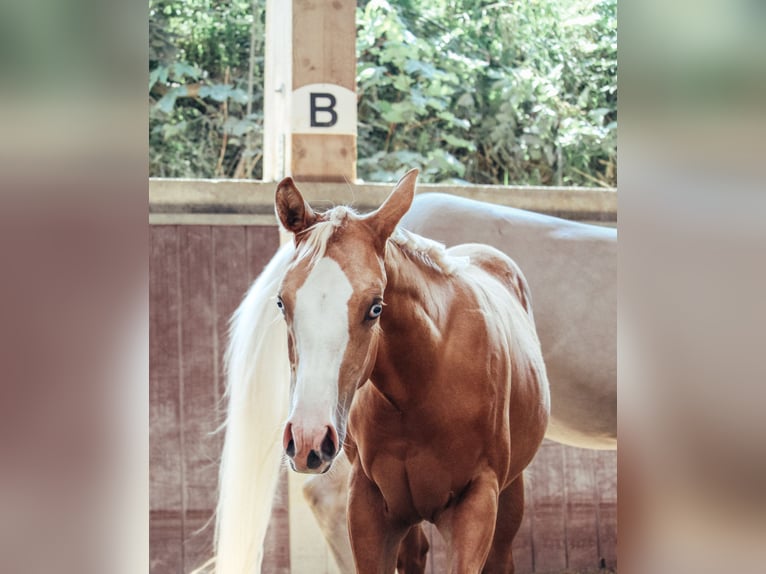 American Paint Horse Jument Poulain (03/2025) Palomino in Haldenwang