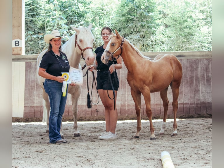 American Paint Horse Jument Poulain (03/2025) Palomino in Haldenwang