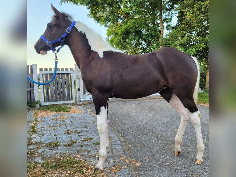American Paint Horse Jument Poulain (04/2025) Pinto in Neukirchen