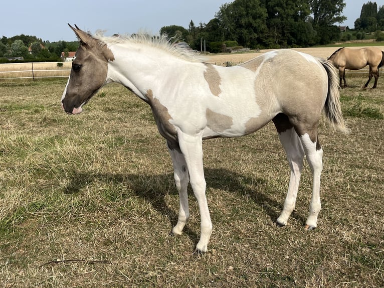American Paint Horse Jument Poulain (04/2026) Tobiano-toutes couleurs in Wervik