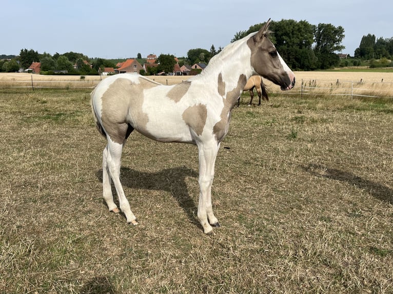 American Paint Horse Jument Poulain (04/2026) Tobiano-toutes couleurs in Wervik