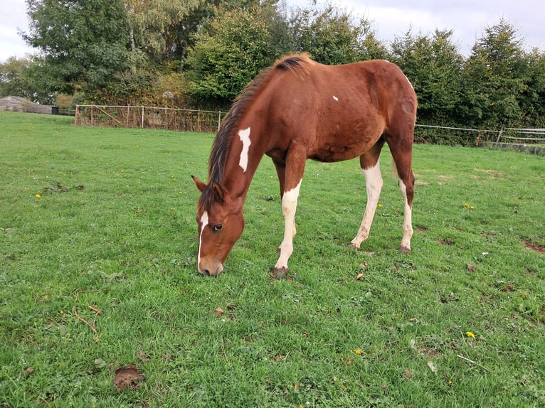 American Paint Horse Jument Poulain (02/2025) Tobiano-toutes couleurs in Xhoris