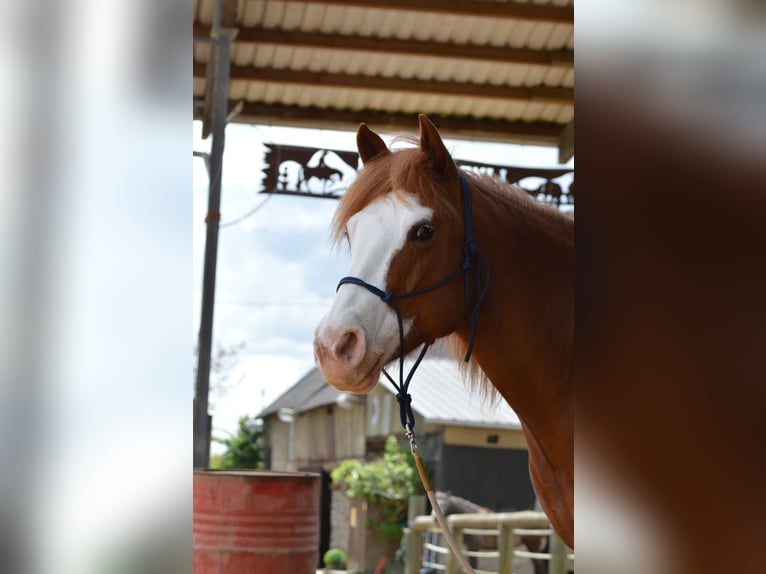 American Paint Horse Mix Klacz 10 lat 143 cm Kasztanowata in Boppard