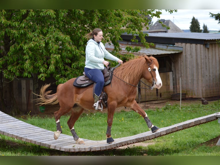 American Paint Horse Mix Klacz 10 lat 143 cm Kasztanowata in Boppard