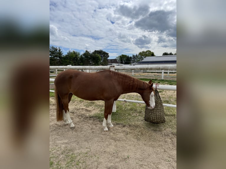 American Paint Horse Klacz 10 lat 148 cm Kasztanowata in Buxtehude