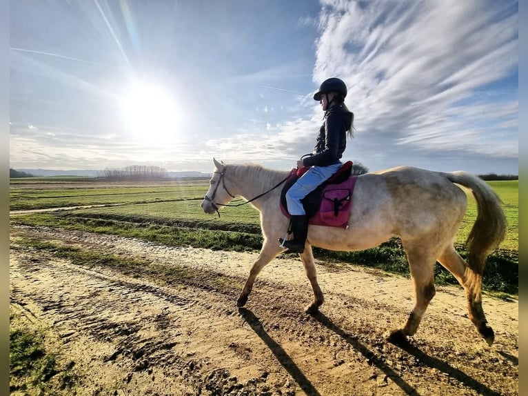 American Paint Horse Mix Klacz 10 lat 150 cm Izabelowata in Spodnji ivanjci