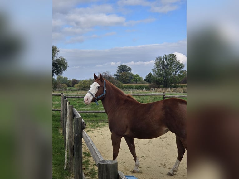 American Paint Horse Klacz 10 lat 151 cm Kasztanowata in Geseke