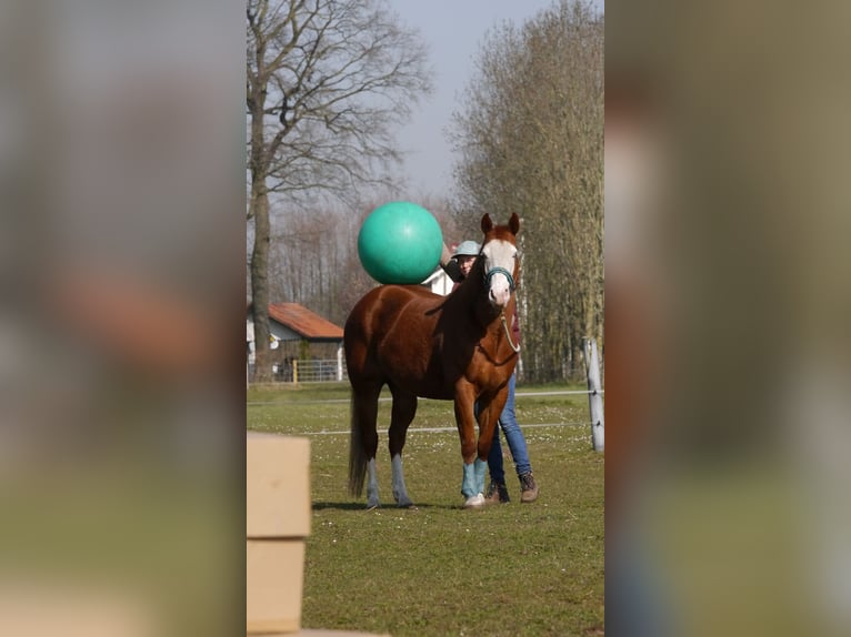 American Paint Horse Klacz 10 lat 151 cm Kasztanowata in Geseke