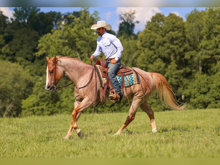 American Paint Horse Klacz 10 lat 152 cm Kasztanowatodereszowata in Lyles