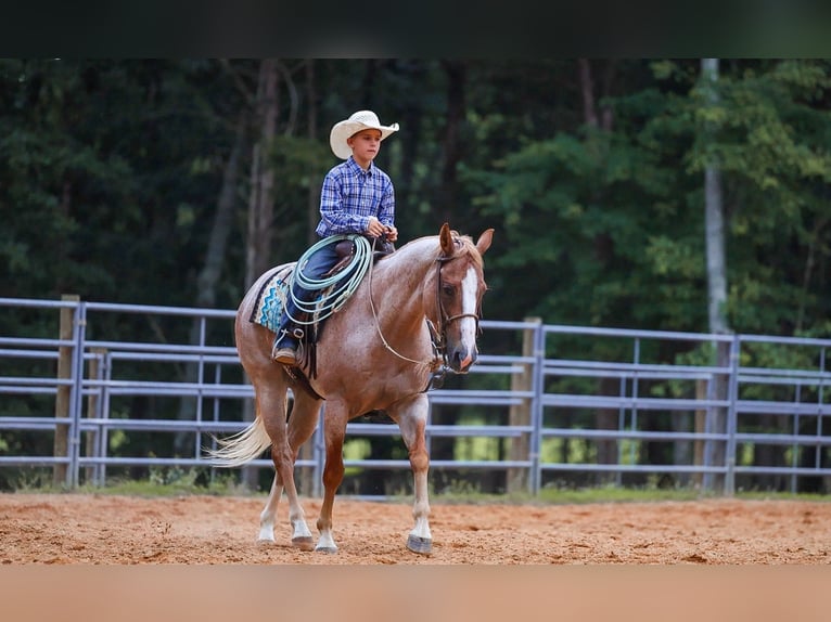 American Paint Horse Klacz 10 lat 152 cm Kasztanowatodereszowata in Lyles