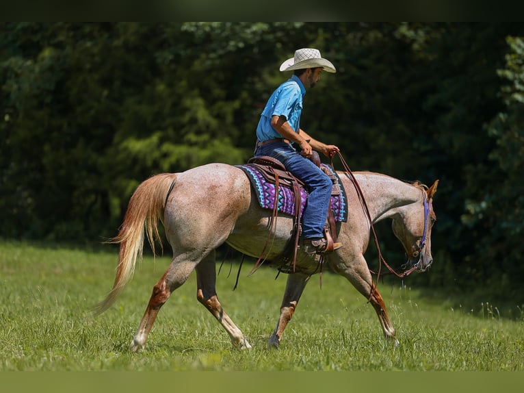 American Paint Horse Klacz 10 lat 152 cm Kasztanowatodereszowata in Lyles