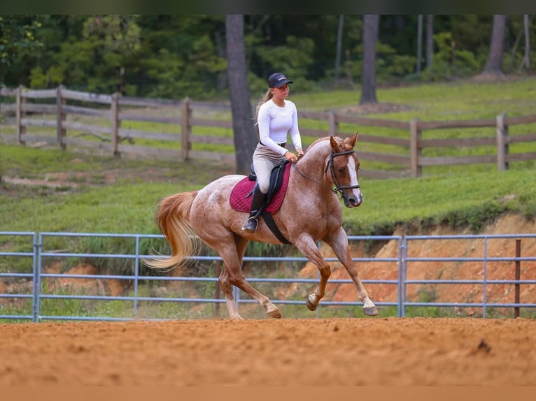 American Paint Horse Klacz 10 lat 152 cm Kasztanowatodereszowata in Lyles
