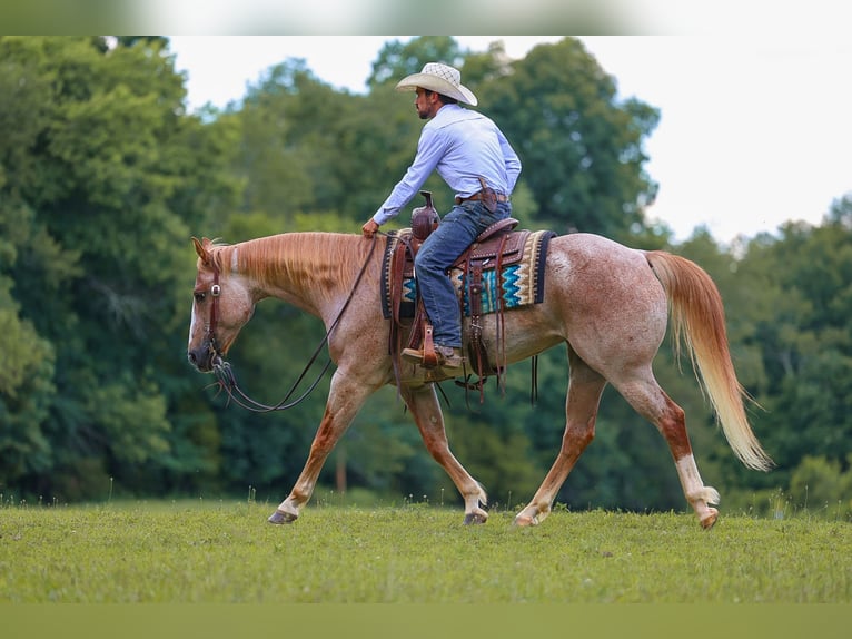 American Paint Horse Klacz 10 lat 152 cm Kasztanowatodereszowata in Lyles