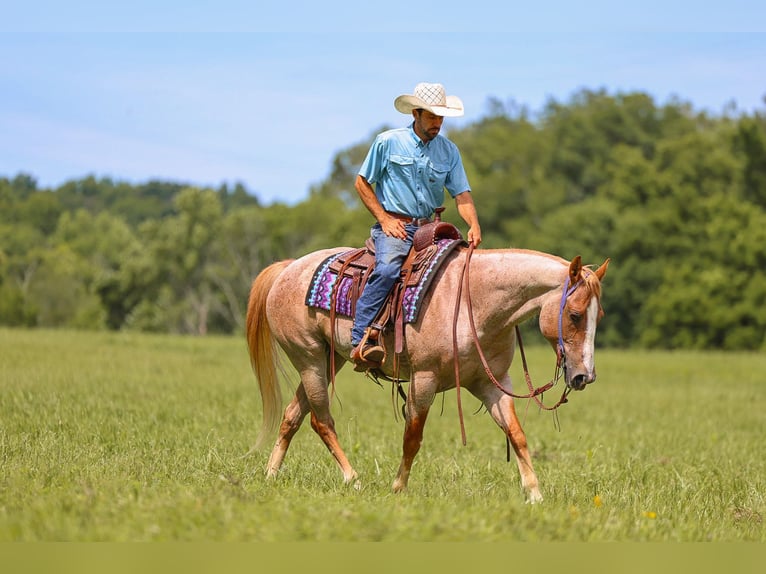 American Paint Horse Klacz 10 lat 152 cm Kasztanowatodereszowata in Lyles