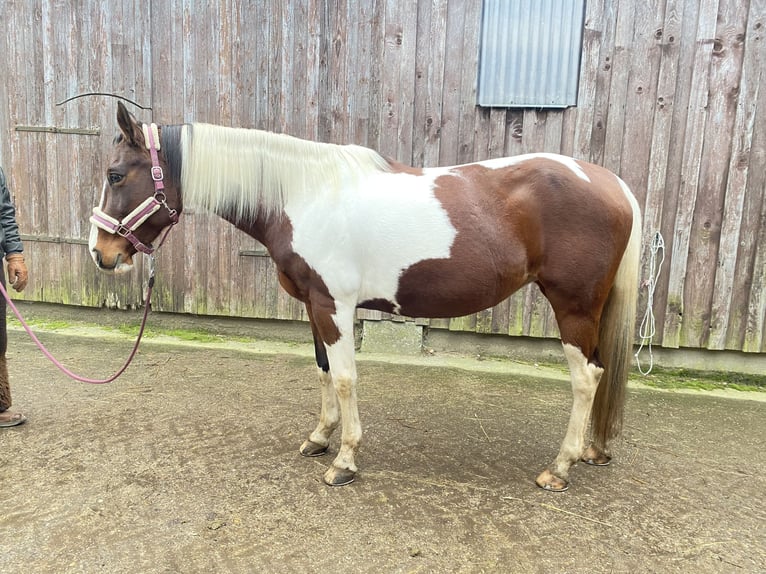American Paint Horse Mix Klacz 10 lat 155 cm Tobiano wszelkich maści in Achern