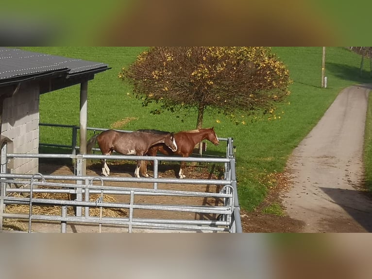 American Paint Horse Klacz 10 lat 157 cm Kasztanowata in AURACH AM HONGAR