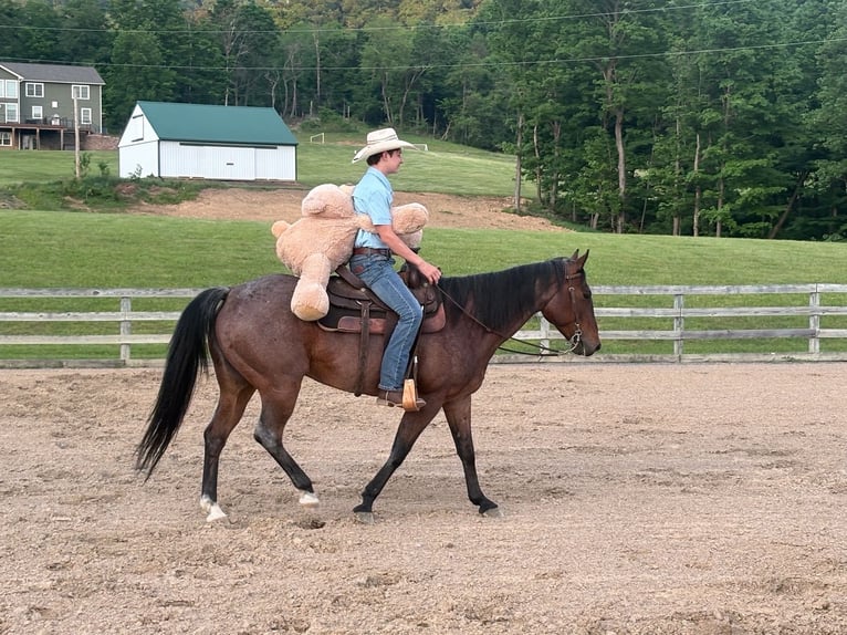 American Paint Horse Klacz 10 lat Gniadodereszowata in Shippensburg