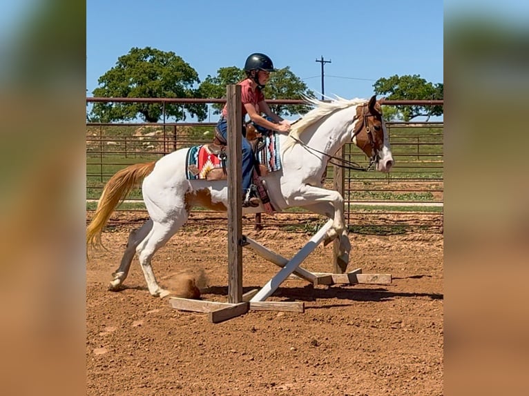 American Paint Horse Klacz 10 lat Srokata in Weatherford