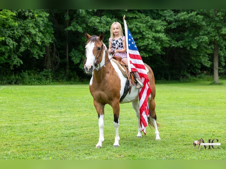 American Paint Horse Klacz 10 lat Srokata in North Bloomfield