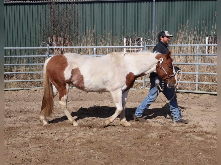 American Paint Horse Klacz 11 lat 148 cm Tobiano wszelkich maści in Barlt