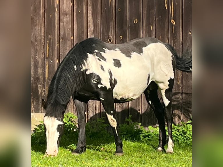 American Paint Horse Klacz 11 lat 151 cm Overo wszelkich maści in Bebra