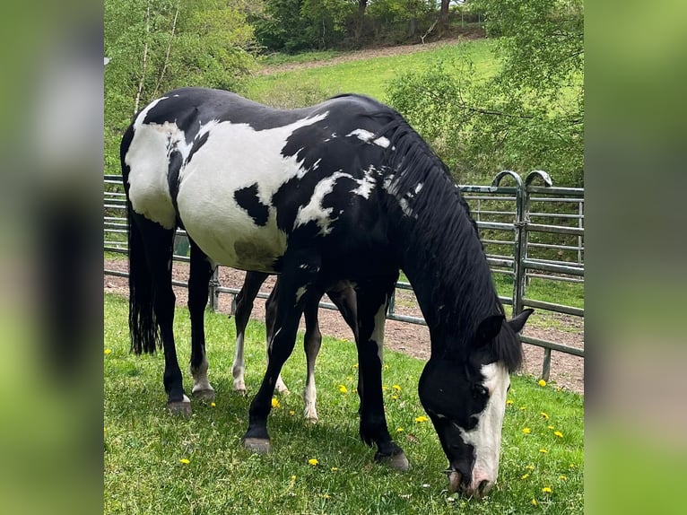 American Paint Horse Klacz 11 lat 151 cm Overo wszelkich maści in Bebra